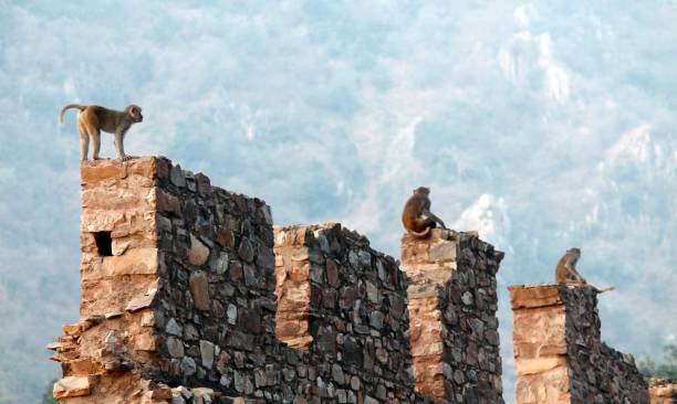 Why Myths Survive for Centuries